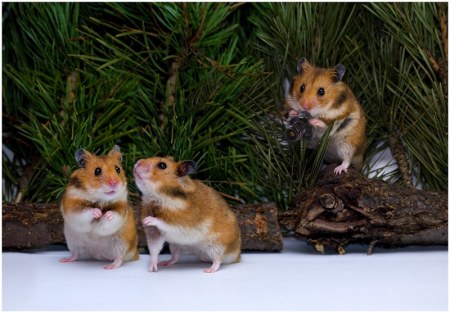 ��������� ��������