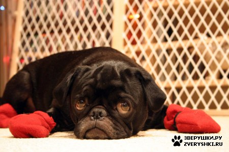 ��������� ��������