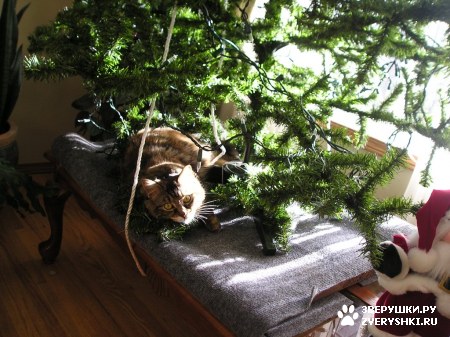 ��������� ��������