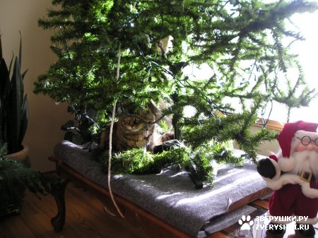 ��������� ��������