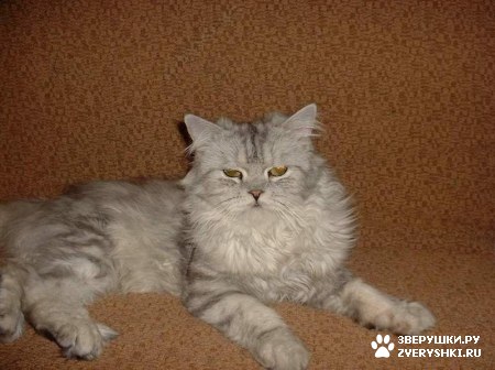 ��������� ��������