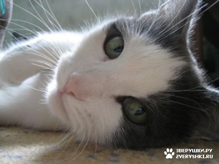 ��������� ��������