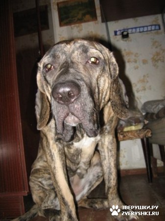 ��������� ��������