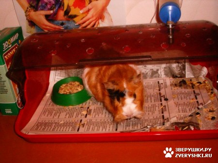 ��������� ��������