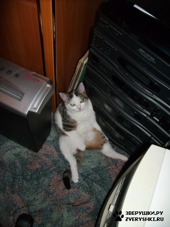 ��������� ��������