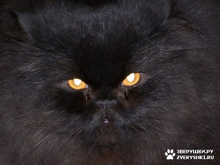 ��������� ��������