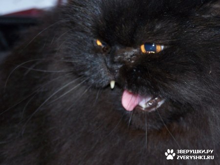 ��������� ��������