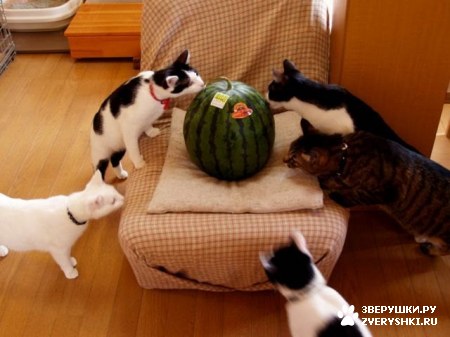 ��������� ��������