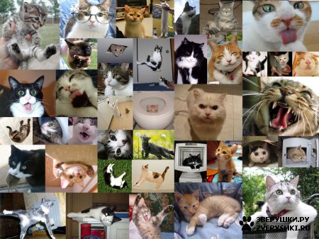 ��������� ��������