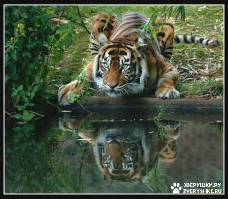 ��������� ��������