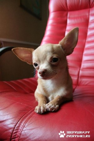 ��������� ��������