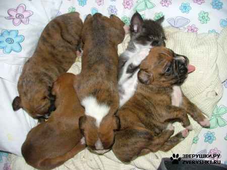 ��������� ��������