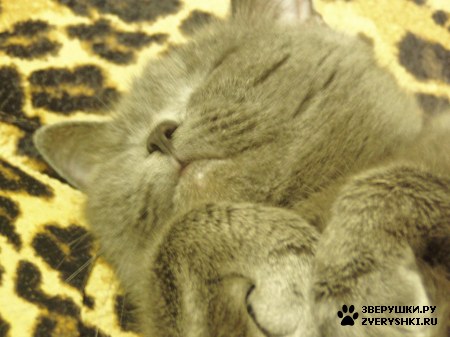 ��������� ��������