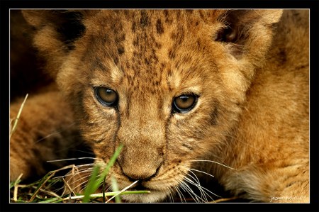 ��������� ��������