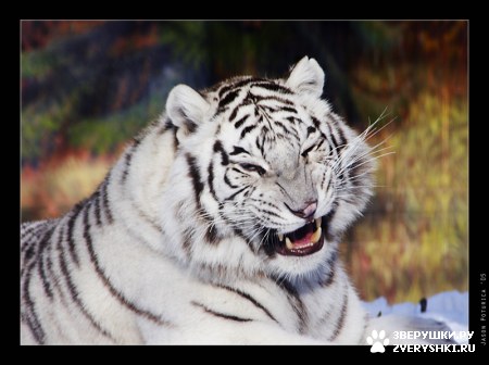 ��������� ��������