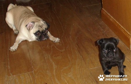 ��������� ��������