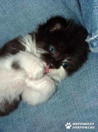 ��������� ��������