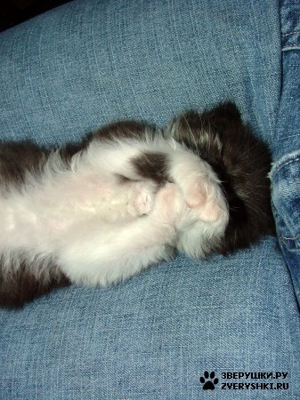 ��������� ��������