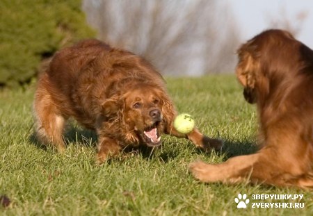 ��������� ��������