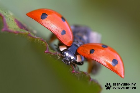 ��������� ��������