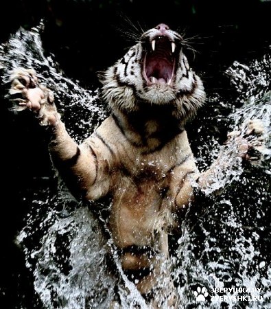 ��������� ��������