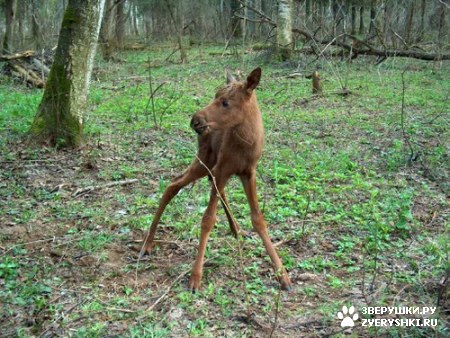 ��������� ��������