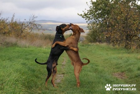 ��������� ��������