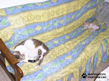 ��������� ��������