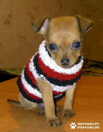 ��������� ��������