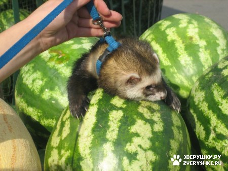 ��������� ��������