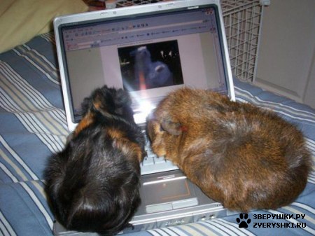 ��������� ��������