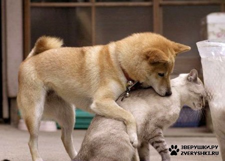 ��������� ��������