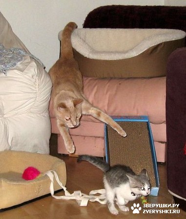 ��������� ��������