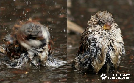 ��������� ��������