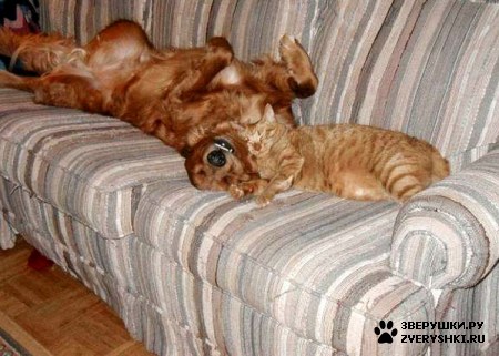 ��������� ��������