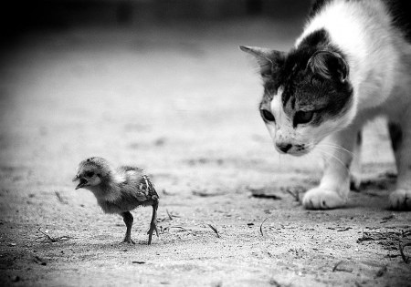 ��������� ��������