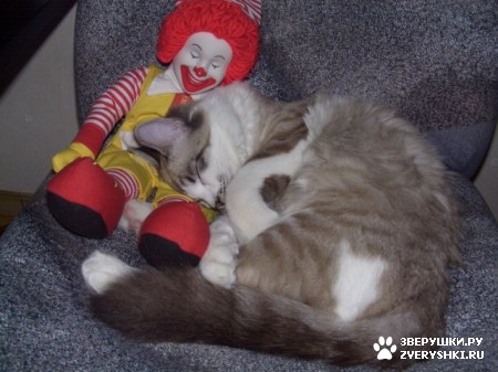 ��������� ��������