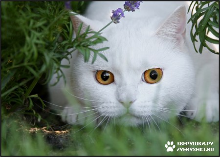 ��������� ��������