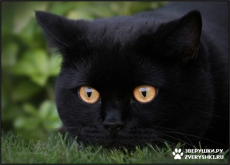 ��������� ��������