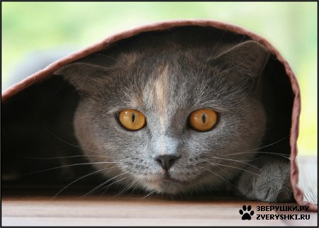 ��������� ��������