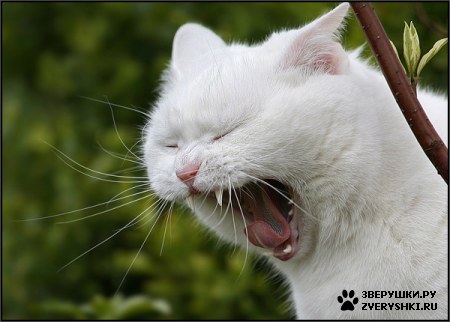 ��������� ��������