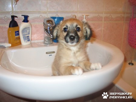 ��������� ��������