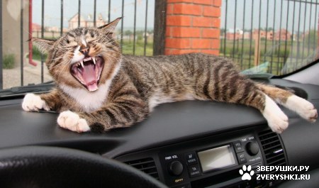 ��������� ��������