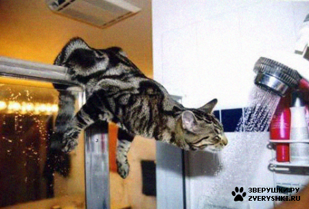 ��������� ��������