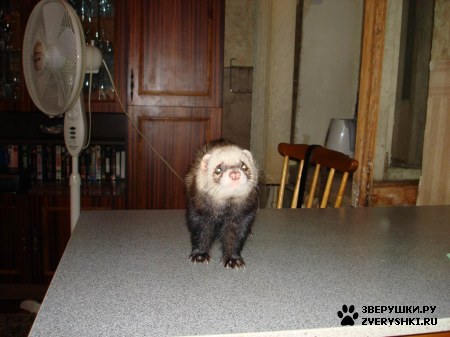 ��������� ��������