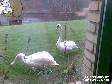 ��������� ��������