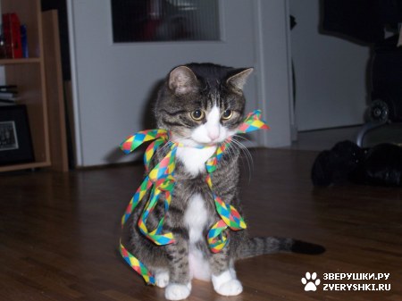 ��������� ��������