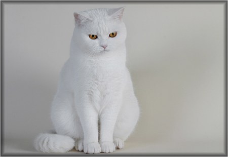 ��������� ��������