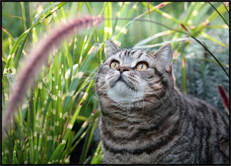 ��������� ��������