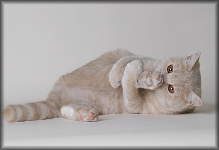 ��������� ��������